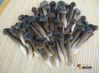 黑鸡枞菌的做法