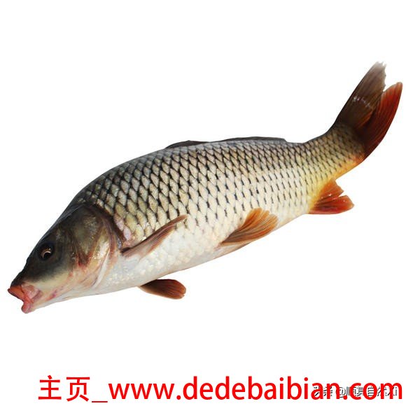 鲤鱼不好吃吗