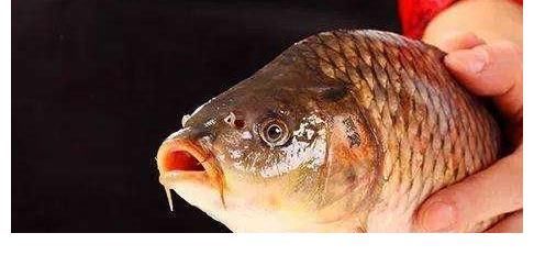 鲤鱼不好吃吗