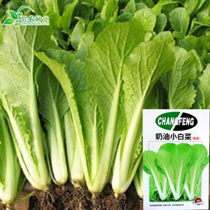 奶油小白菜图片