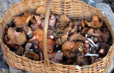 枞菌的做法