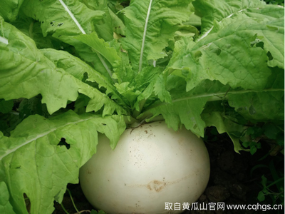 圆萝卜图片