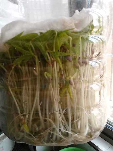 怎样发绿豆芽视频