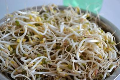怎样发绿豆芽视频