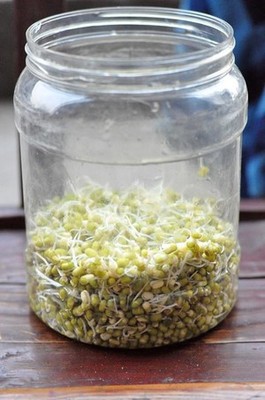 怎样发绿豆芽视频