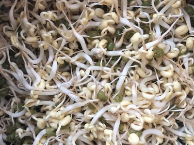 怎样发绿豆芽视频