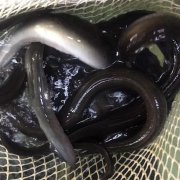 黑鳗鱼做法大全_怎么做好吃_图片